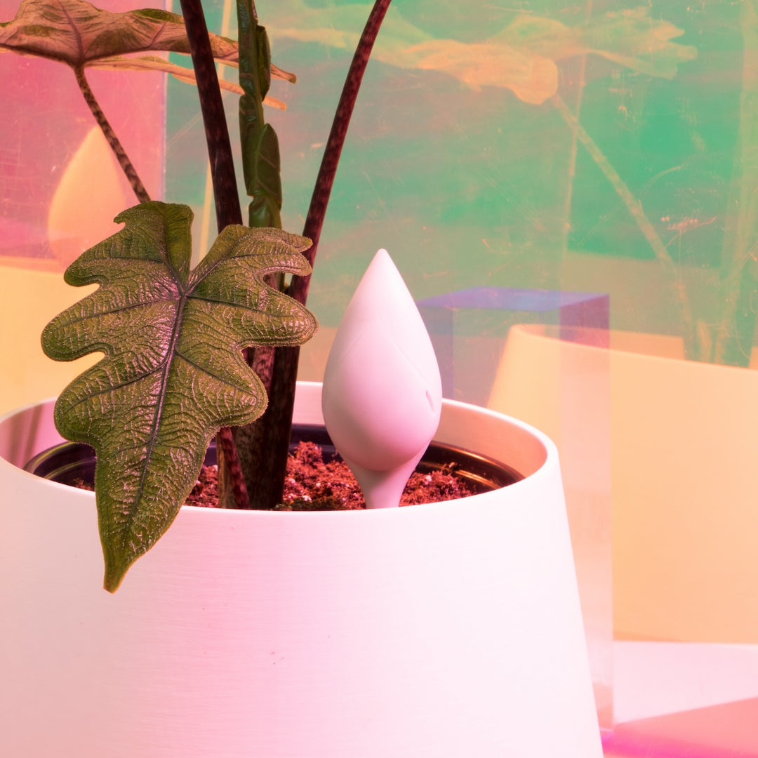 Leaflet Plant Monitor teardrop-shaped blush pink soil sensor inserted into a white ceramic pot with a dark-stemmed philodendron and lobed green foliage against an iridescent colorful background