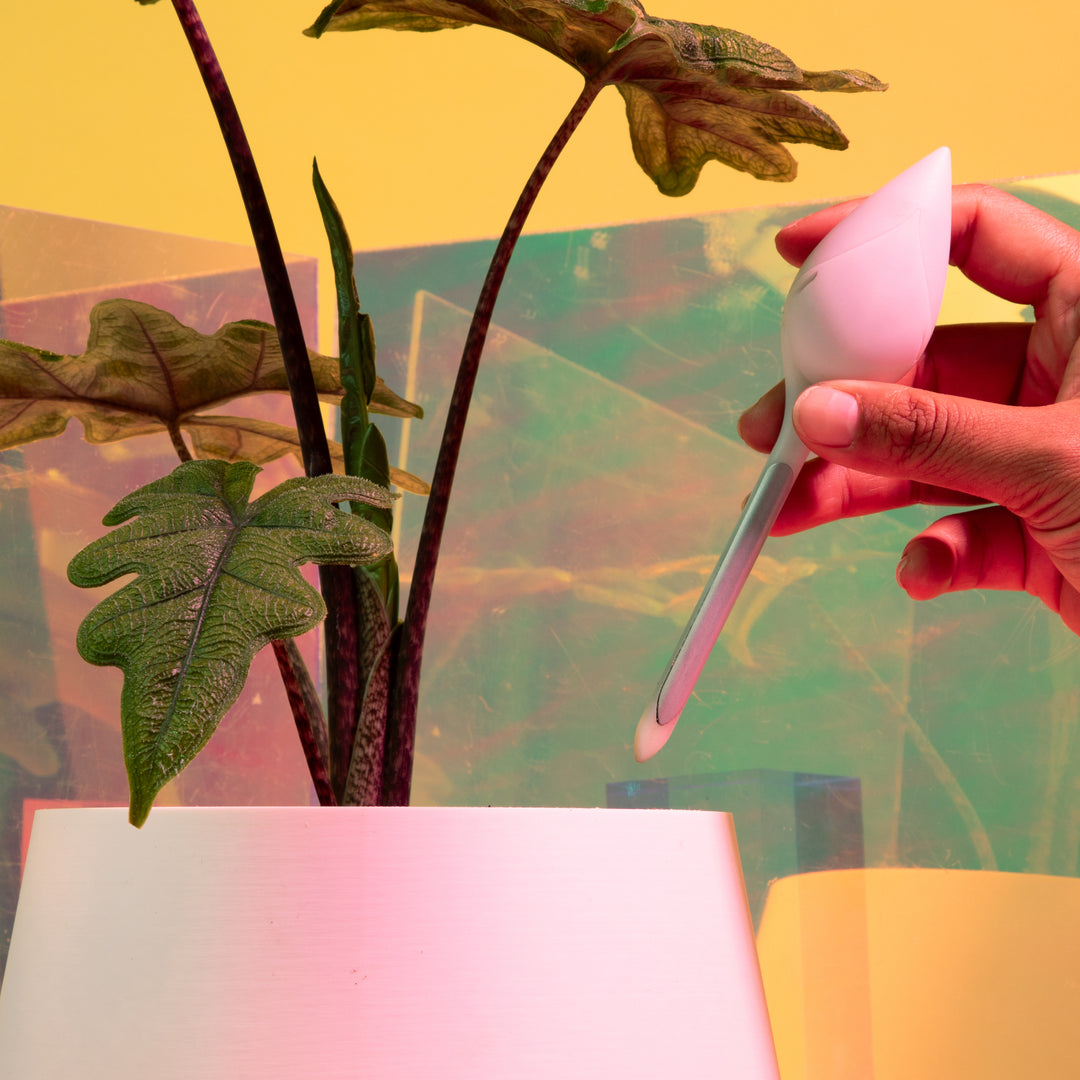 Leaflet Plant Monitor blush pink teardrop soil sensor held by hand above a white ceramic pot with dark-stemmed philodendron and lobed green foliage against an iridescent yellow and teal background