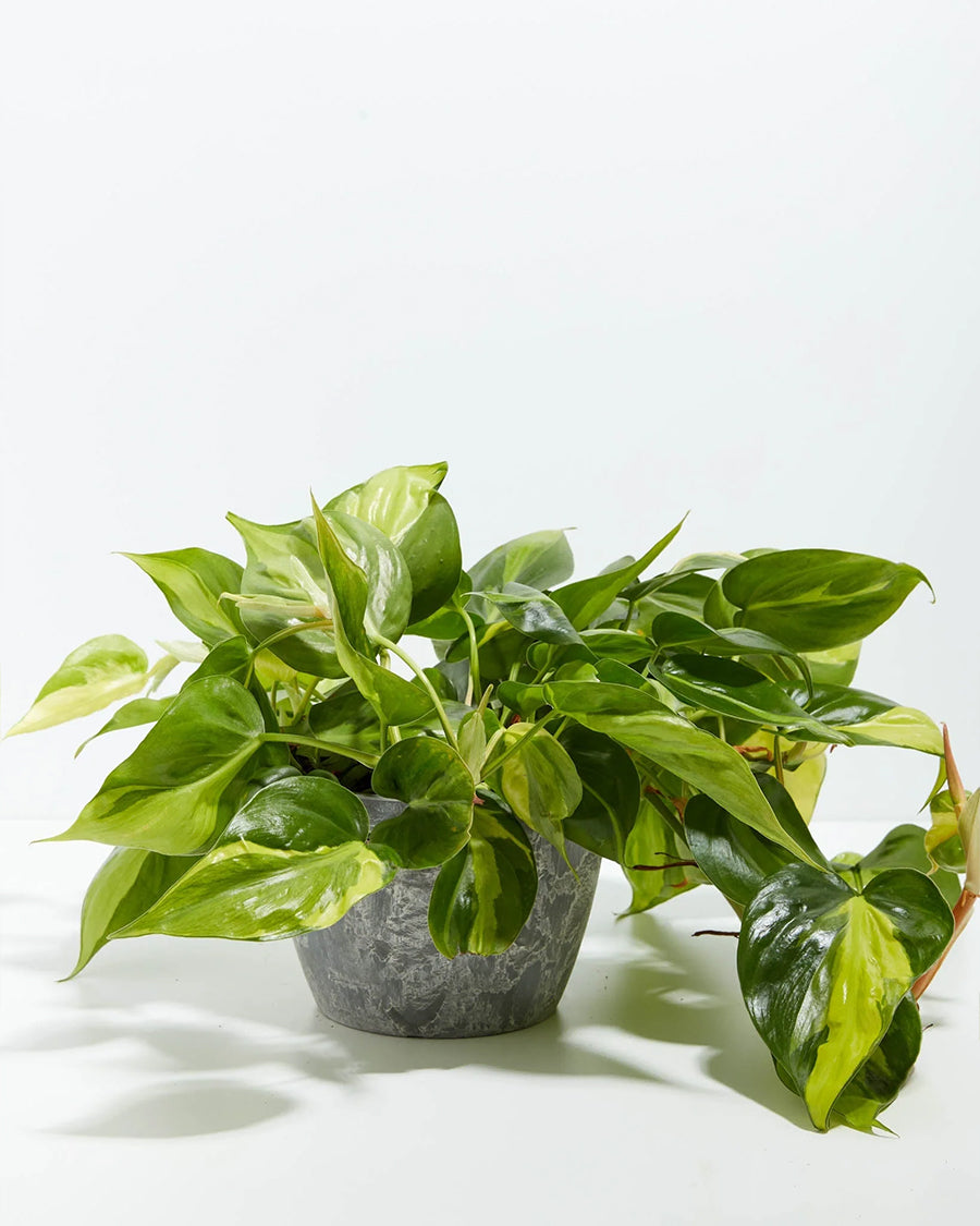 4-inch Philodendron Brasil (Philodendron hederaceum) in a grey marbled eco pot with full trailing variegated green and yellow heart-shaped leaves on a white background