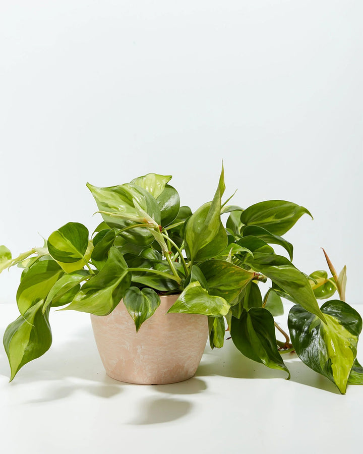 4-inch Philodendron Brasil (Philodendron hederaceum) in a terracotta pink marbled eco pot with full trailing variegated green and yellow heart-shaped leaves on a white background