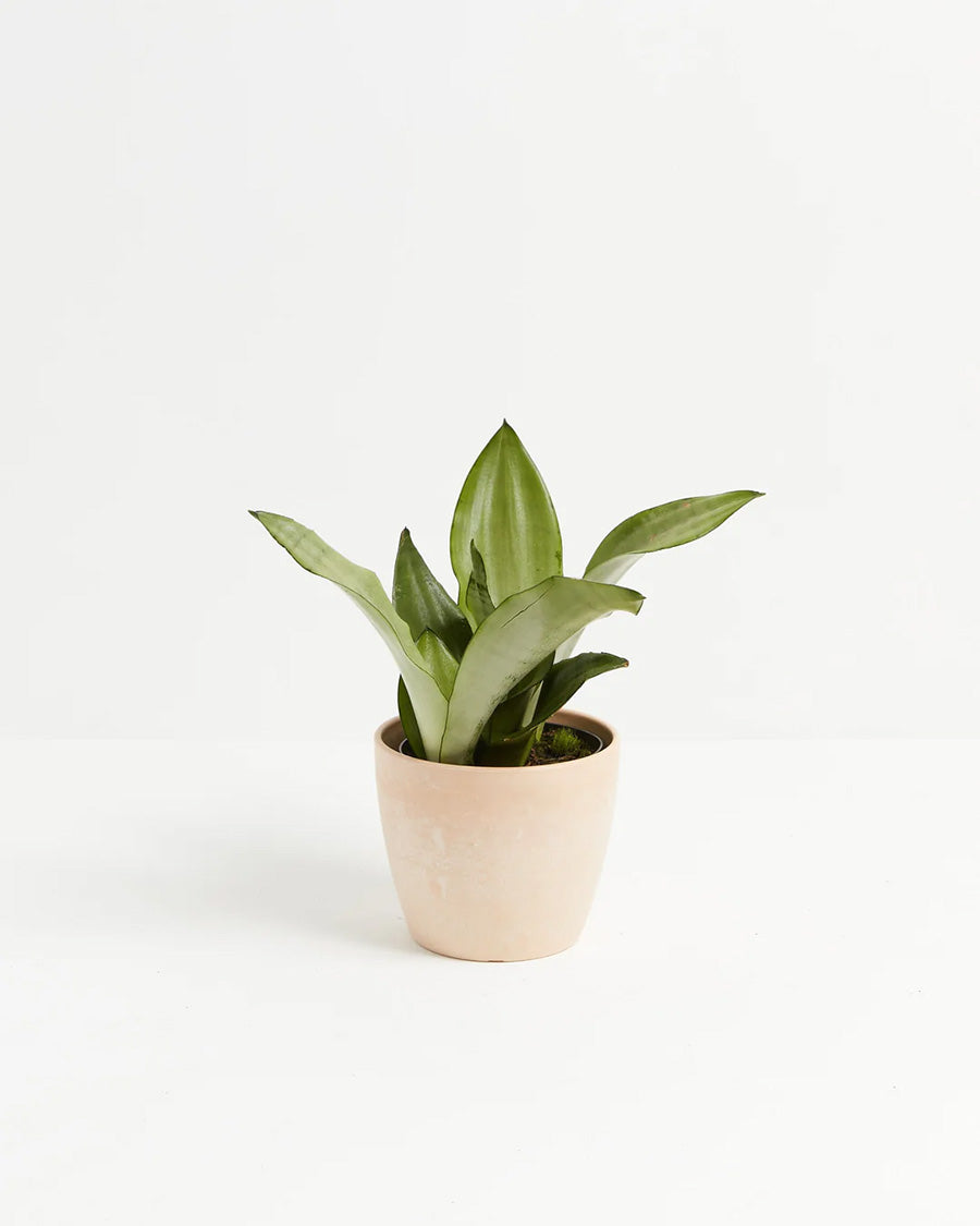 Sansevieria Moonshine