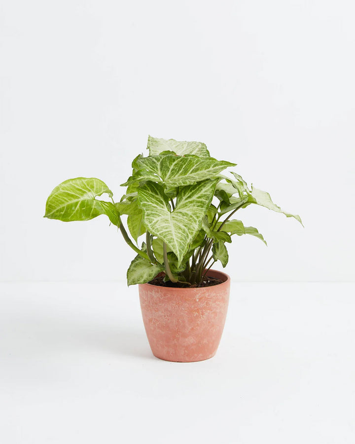 Syngonium White Butterfly