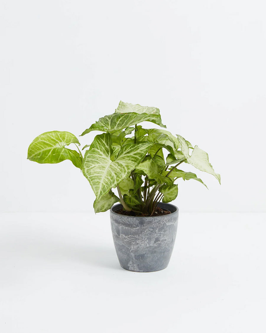 Syngonium White Butterfly