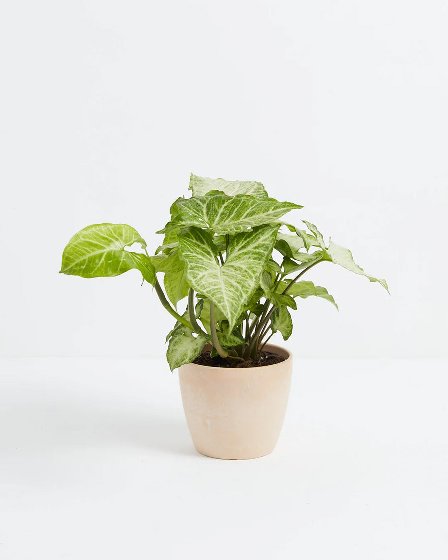 Syngonium White Butterfly