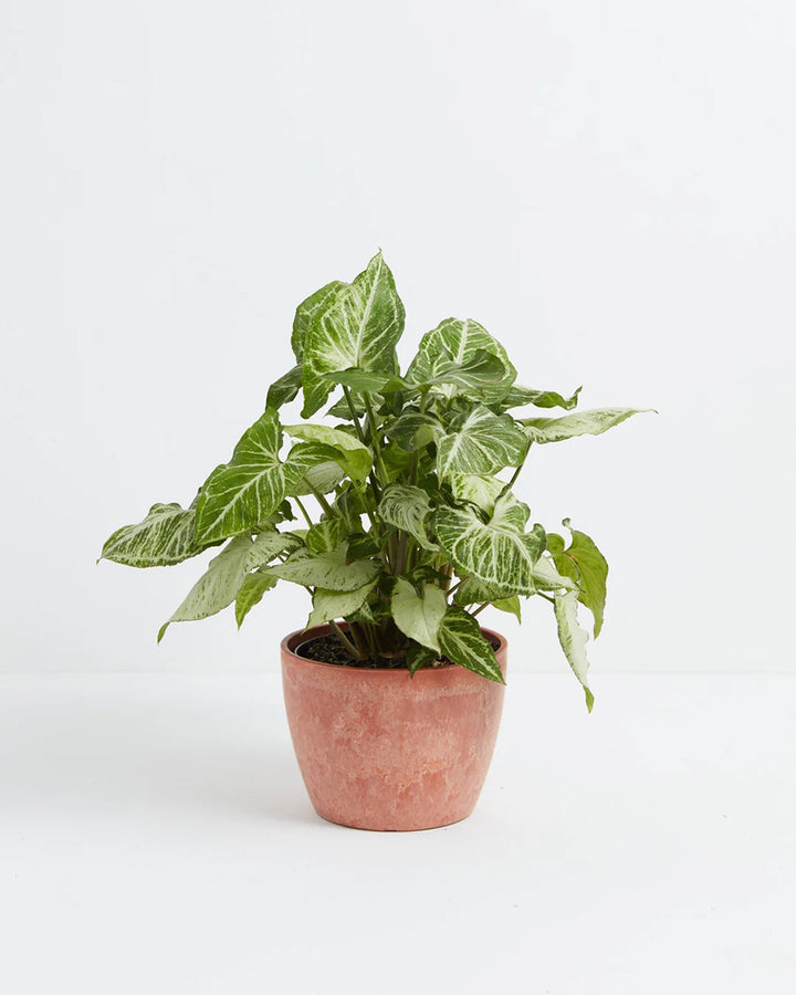 Syngonium White Butterfly