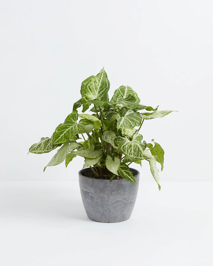 Syngonium White Butterfly