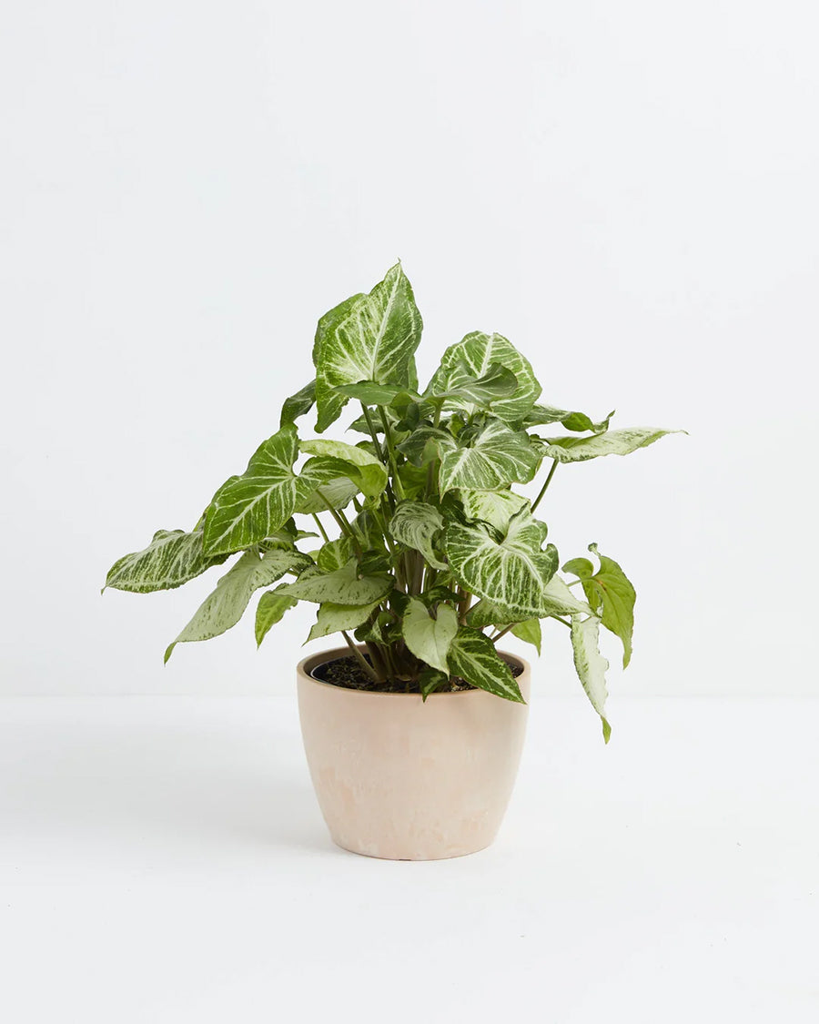 Syngonium White Butterfly