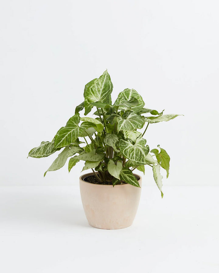Syngonium White Butterfly