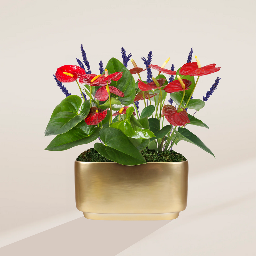 10" Red Anthurium Centerpiece (Anthurium andraeanum) in a gold metal planter with glossy heart-shaped leaves, red blooms, and purple lavender accents on a neutral background