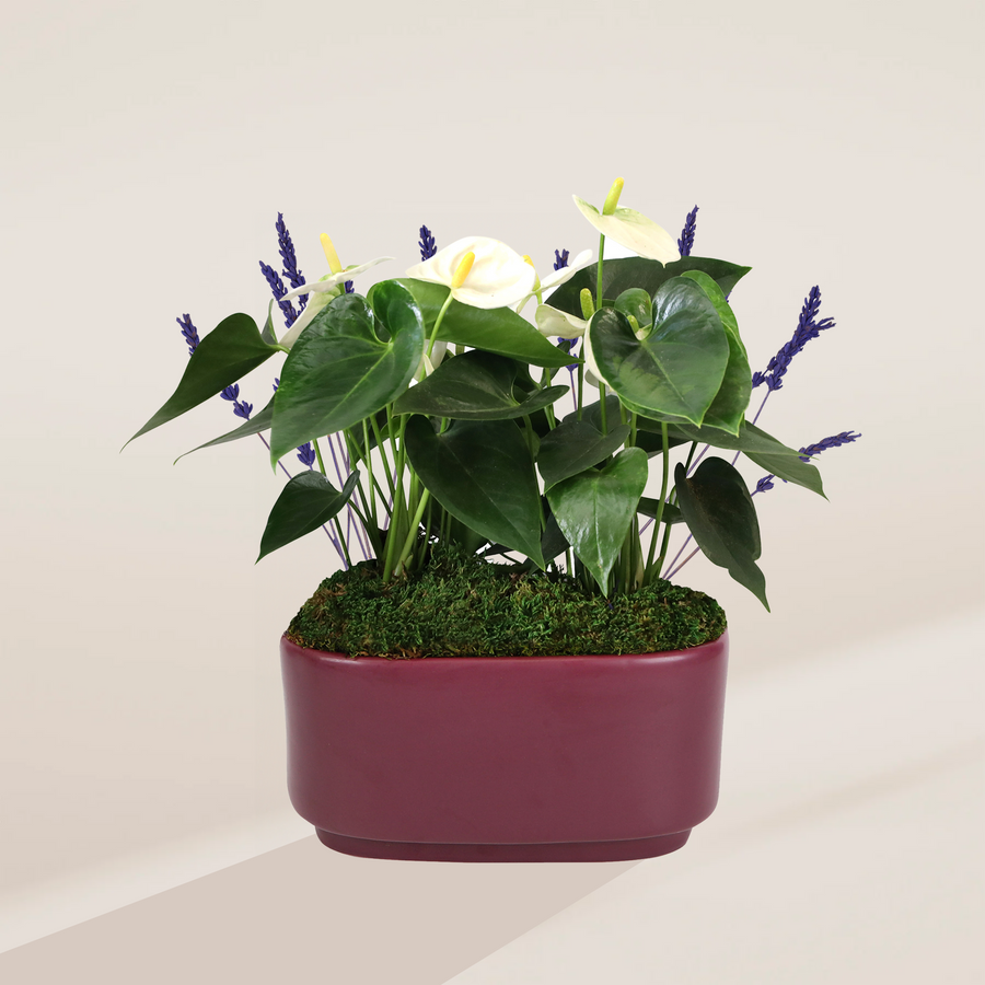 White Anthurium Centerpiece in a 10-inch burgundy oval ceramic pot with moss topping, featuring white spathe blooms with yellow spadices, glossy dark green heart-shaped leaves, and accents of purple lavender stems