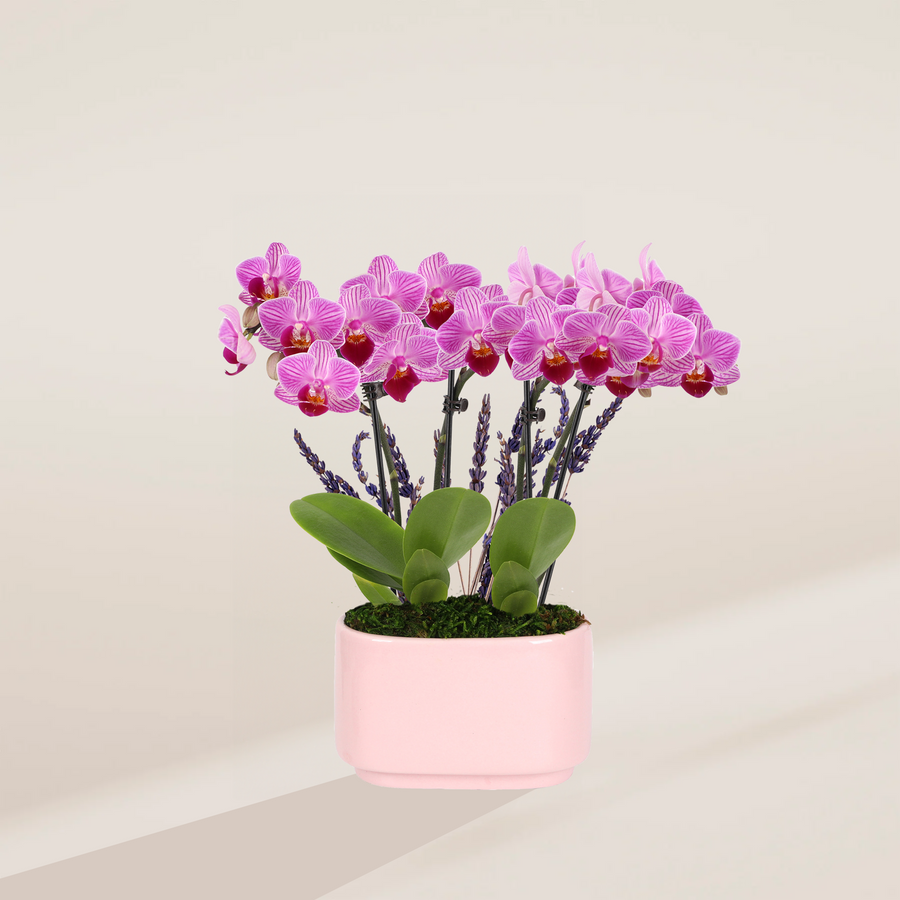 Mini pink Phalaenopsis orchid centerpiece with striped lavender blooms and purple accent flowers arranged in a blush pink ceramic bowl with moss base