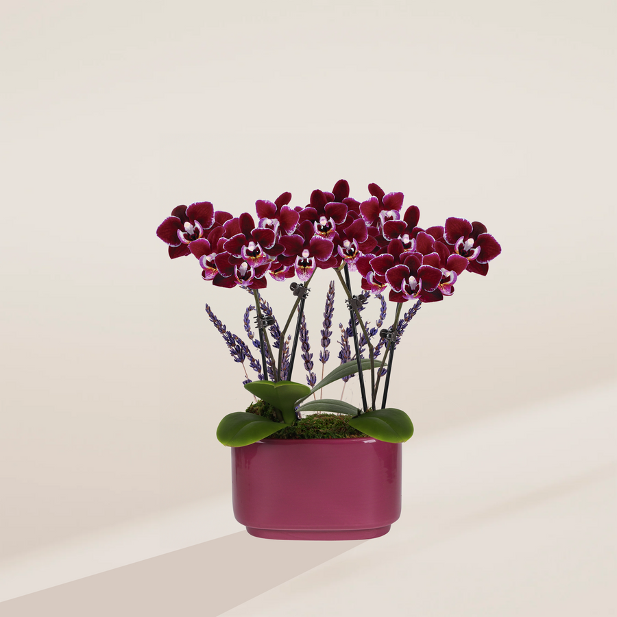 Small Purple Orchid Centerpiece (Phalaenopsis) in a glossy magenta oval ceramic pot with deep burgundy blooms accented by purple lavender stems and moss topdressing on a warm white background