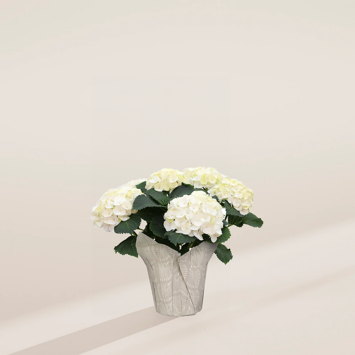 Mature white hydrangea in textured cream decorative ceramic pot with layered patterned design, featuring abundant full blooms ideal for gifting and premium plant displays.