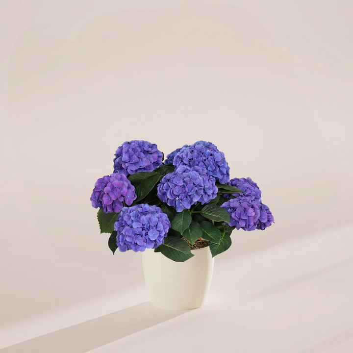 Blue Heritage Hydrangea with multiple blue-purple mophead blooms and dark green leaves in a clean white ceramic pot on a warm beige background