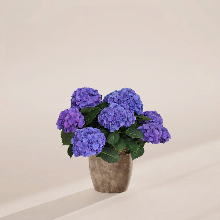 Blue Heritage Hydrangea with rich indigo and violet blooms potted in a weathered grey stone-look planter on a warm neutral background