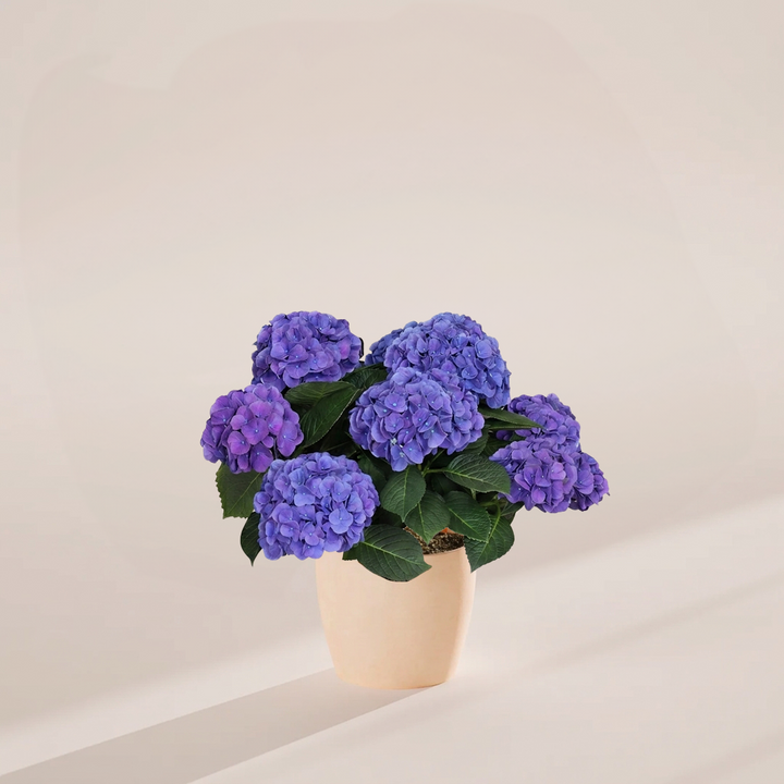Blue Heritage Hydrangea with clusters of blue and purple blooms in a soft blush pink ceramic pot on a warm beige background