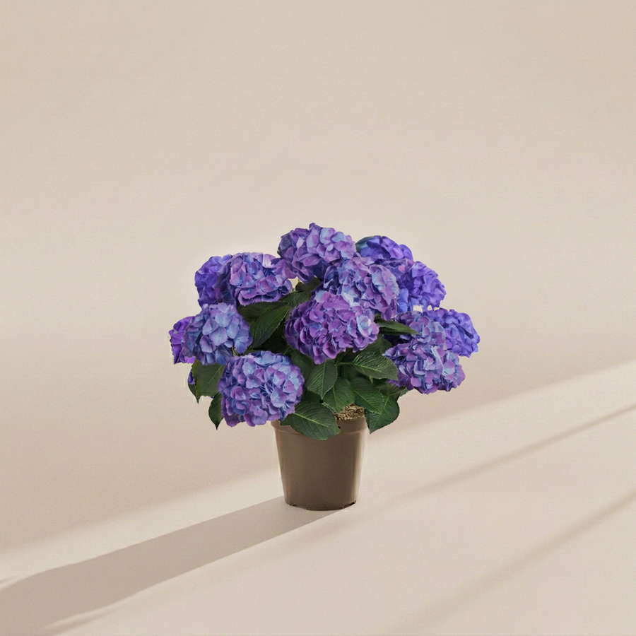 Blue Heritage Hydrangea with full purple-blue flower clusters and deep green foliage in a brown grower pot on a warm beige background