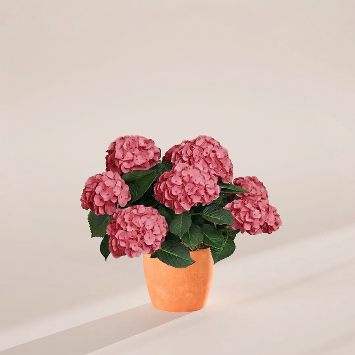 Pink hydrangea in warm chai-colored eco planter with vibrant clustered florets and textured dark green leaves, combining style with sustainable growing solutions.