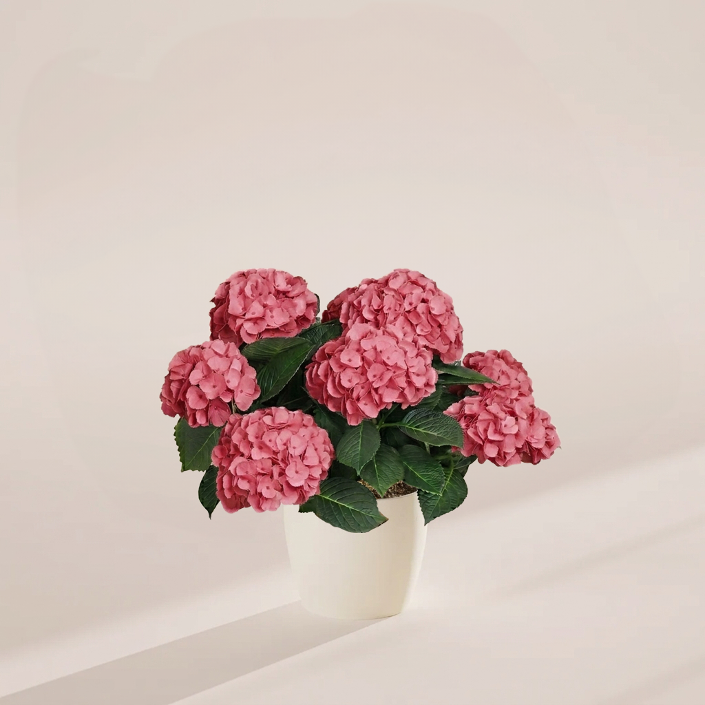 Pink hydrangea in sustainable cream eco-friendly planter, showcasing dense multi-stemmed blooms and full foliage ideal for contemporary indoor plant styling.