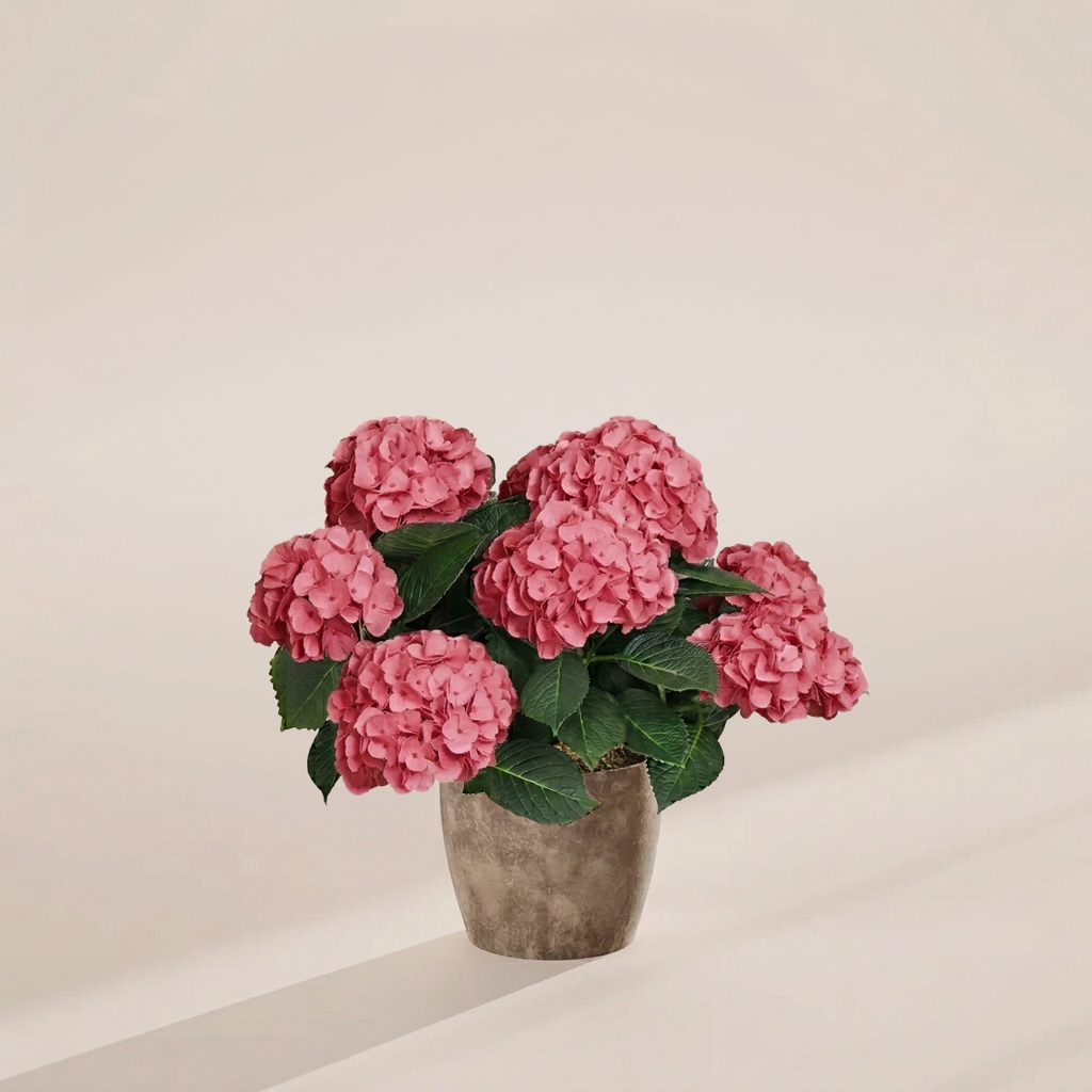 Full pink hydrangea plant in modern grey eco-friendly ceramic pot with multiple flower clusters at peak bloom, ready to elevate indoor plant displays.