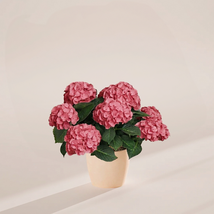 Pink hydrangea potted in sustainable cream-colored eco planter, featuring lush mounded blooms and deep green foliage, perfect for eco-conscious home gardeners.