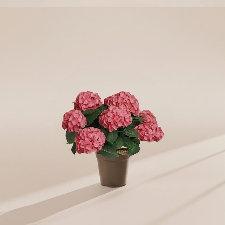 Pink hydrangea (Hydrangea macrophylla) with abundant clustered blooms in grey grower pot, ideal for plant enthusiasts seeking full-bodied flowering houseplants online.