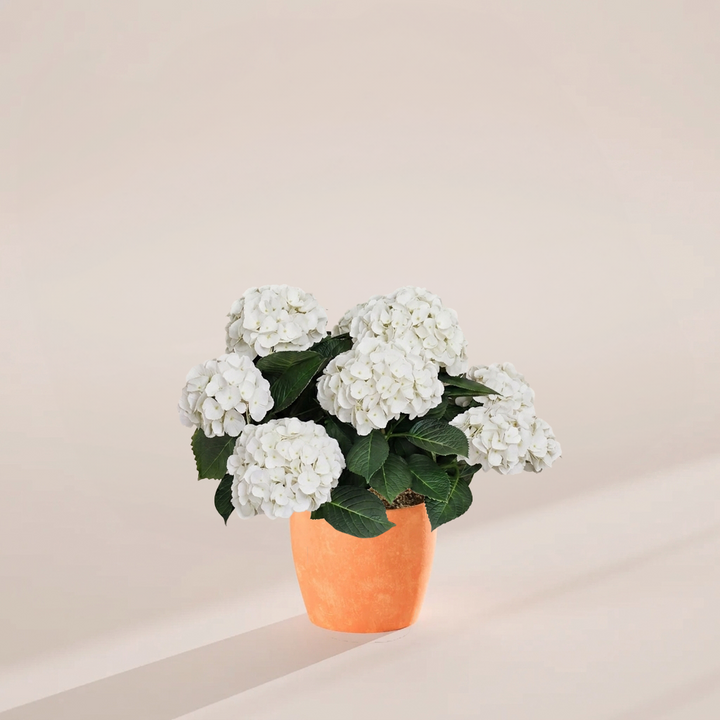 White hydrangea in warm coral-orange eco pot with pristine pale blooms and dense foliage, offering striking color contrast for contemporary plant arrangements.