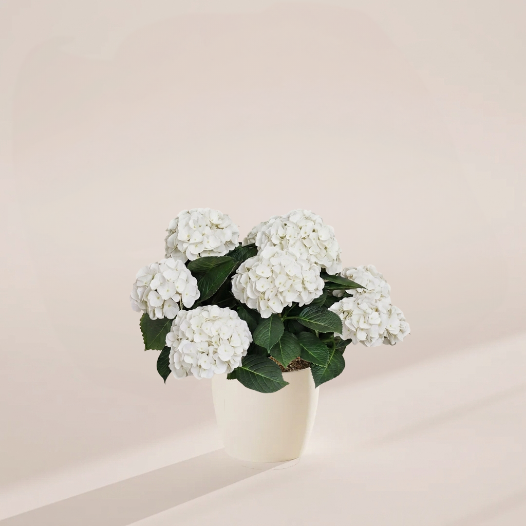 Ivory-white hydrangea potted in cream sustainable ceramic planter with full branching blooms, combining neutral elegance with eco-conscious gardening solutions.