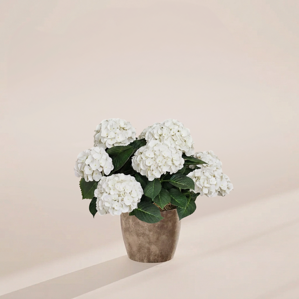 White hydrangea in modern taupe-grey textured eco-friendly pot featuring abundant snow-white florets and lush green leaves, ready to ship houseplants online.
