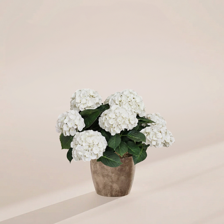 White hydrangea in modern taupe-grey textured eco-friendly pot featuring abundant snow-white florets and lush green leaves, ready to ship houseplants online.