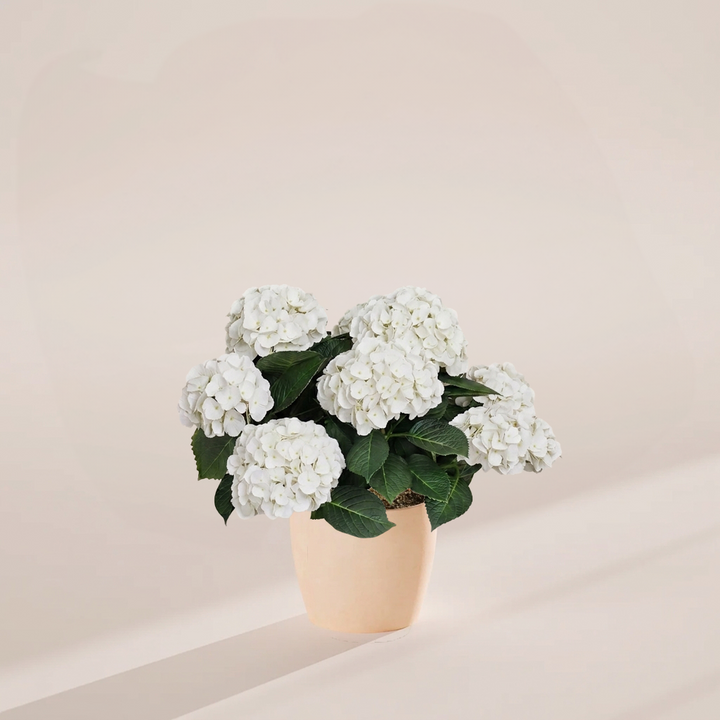 Cream-white hydrangea in sustainable pale eco planter with dense clustered flowers and vibrant dark foliage, perfect for minimalist home decor styling.