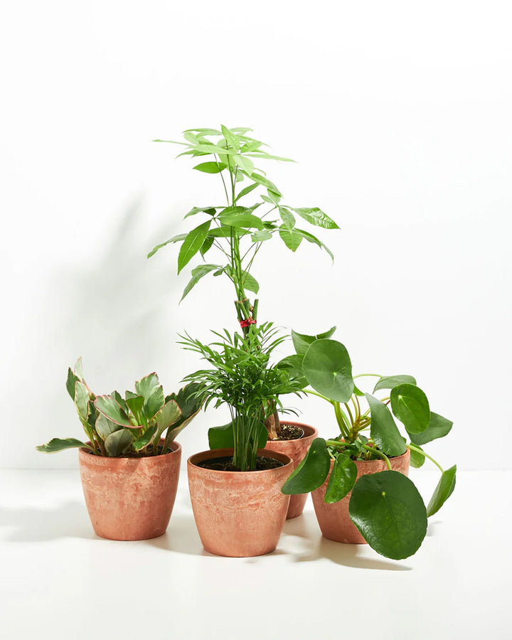 Perfectly Sized Pet-Friendly Assortment featuring Money Tree, Parlor Palm, Peperomia, and Pilea houseplants in terracotta-colored eco pots on white background
