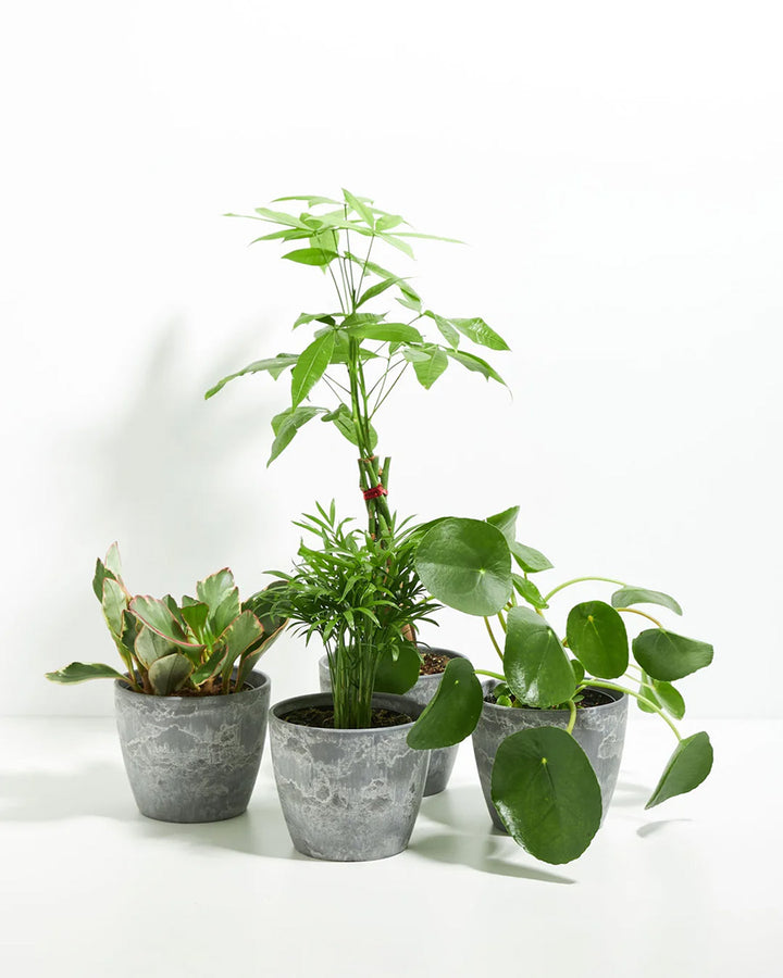 Perfectly Sized Pet-Friendly Assortment of four ASPCA-certified indoor plants potted in grey textured eco-style containers safe for cats and dogs