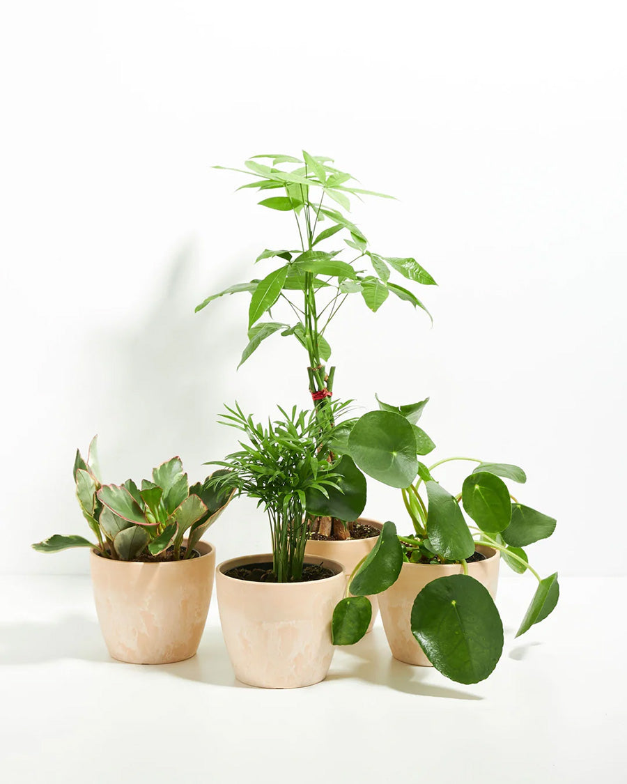 Perfectly Sized Pet-Friendly Assortment of four pet-safe houseplants including Money Tree and Parlor Palm in blush pink macaroon eco pots for cat and dog friendly homes