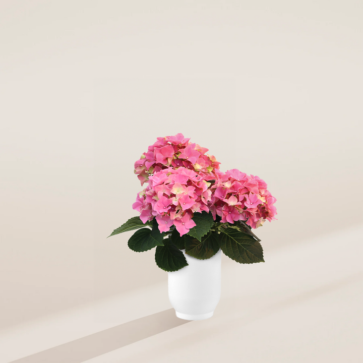 Compact 5-inch pink hydrangea with cream white ceramic pot, featuring bushy pink blooms with cream-yellow flower centers and healthy green foliage.