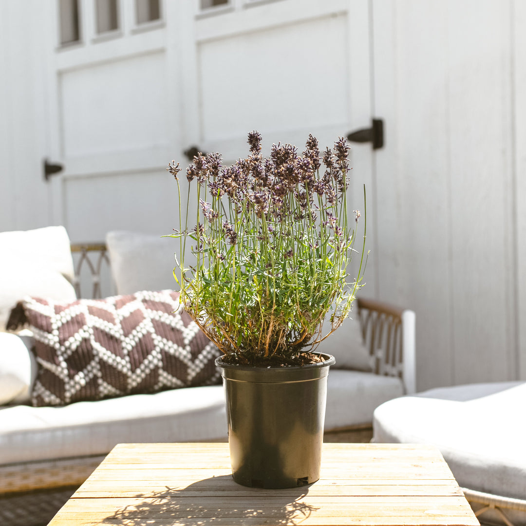 Lavance Deep Purple Lavender