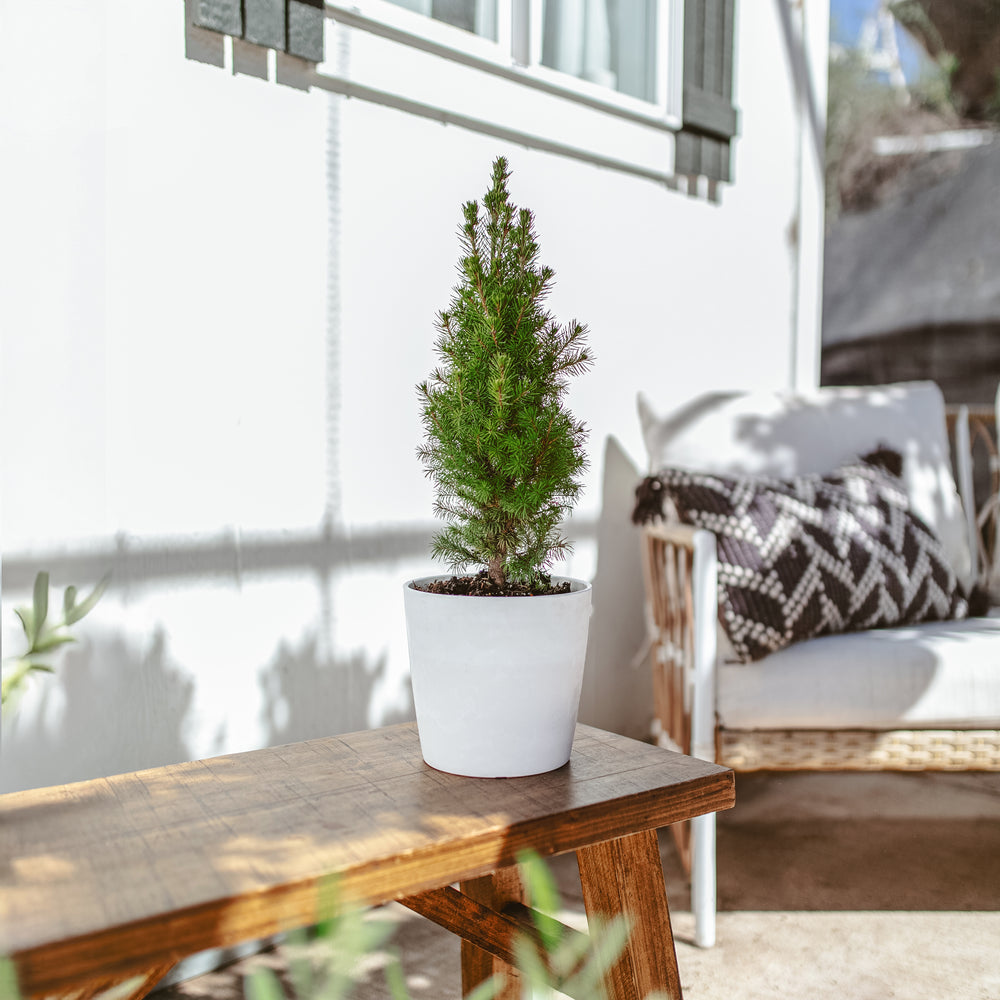 Dwarf Alberta Spruce potted in clean white ceramic container with dense conical shape and bronze-tipped new growth, compact evergreen shrub perfect for contemporary patio decor and small spaces.