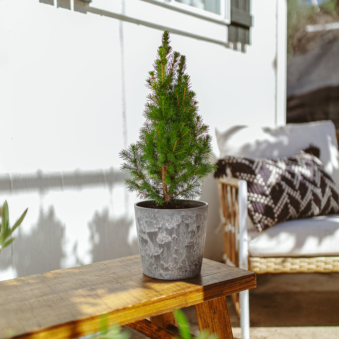 Dwarf Alberta Spruce in modern grey concrete-textured pot showing narrow pyramidal form with feathery green foliage, slow-growing miniature conifer for year-round ornamental container landscaping.