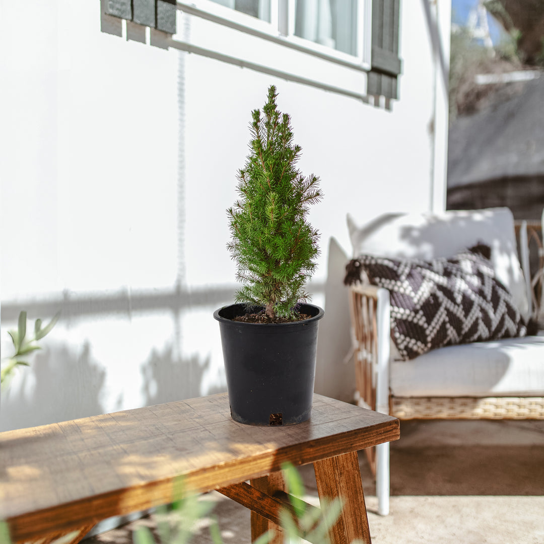 Dwarf Alberta Spruce (Picea glauca 'Conica') with compact pyramidal form and fine needle foliage in black commercial grower pot, miniature conifer shrub ideal for container gardens and patio displays.