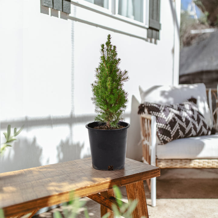 Dwarf Alberta Spruce (Picea glauca 'Conica') with compact pyramidal form and fine needle foliage in black commercial grower pot, miniature conifer shrub ideal for container gardens and patio displays.