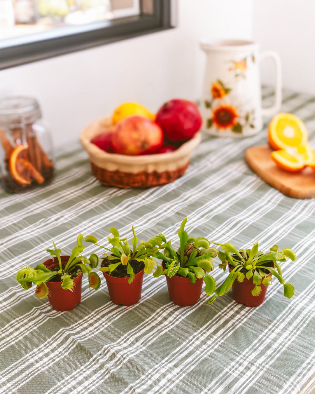 Venus Fly Trap 4-Pack