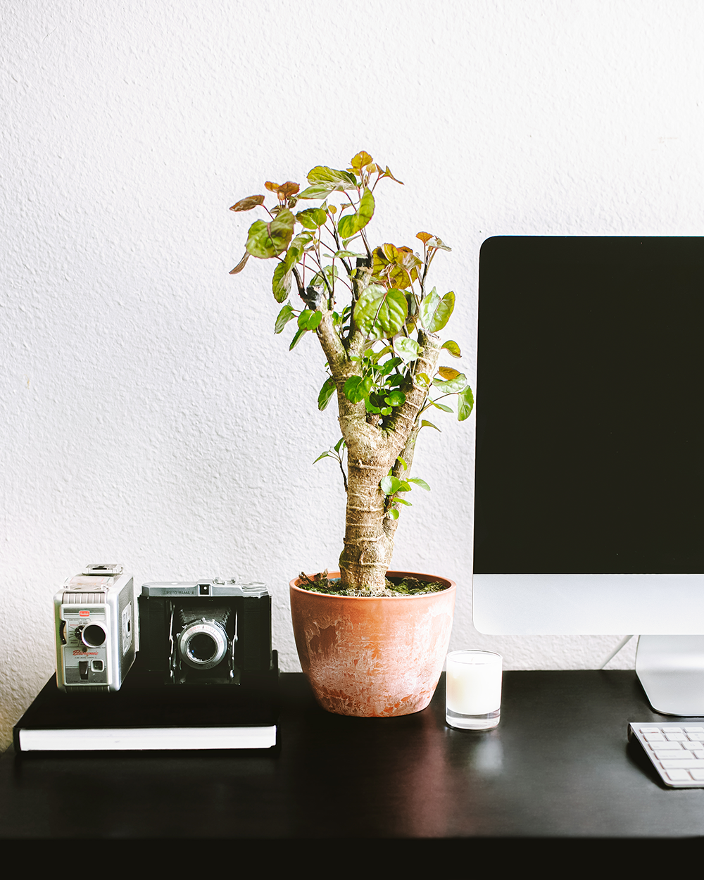 Aralia Fabian Stump plant in a terracotta chai pot styled on a dark desk alongside vintage cameras, a candle, and a computer monitor