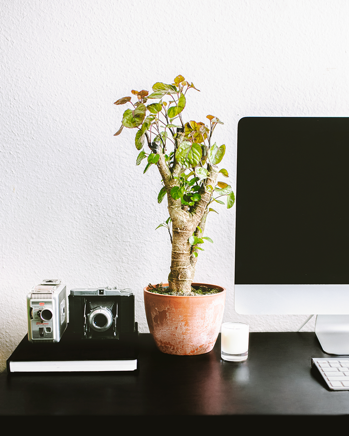 Aralia Fabian Stump plant in a terracotta chai pot styled on a dark desk alongside vintage cameras, a candle, and a computer monitor