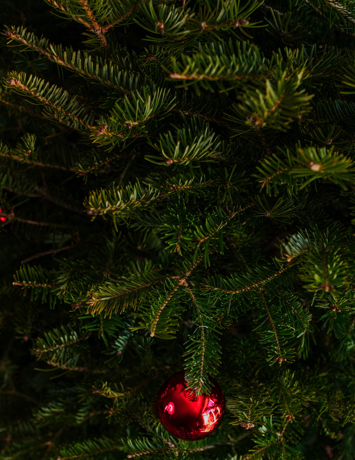 6ft Balsam Fir Christmas Tree
