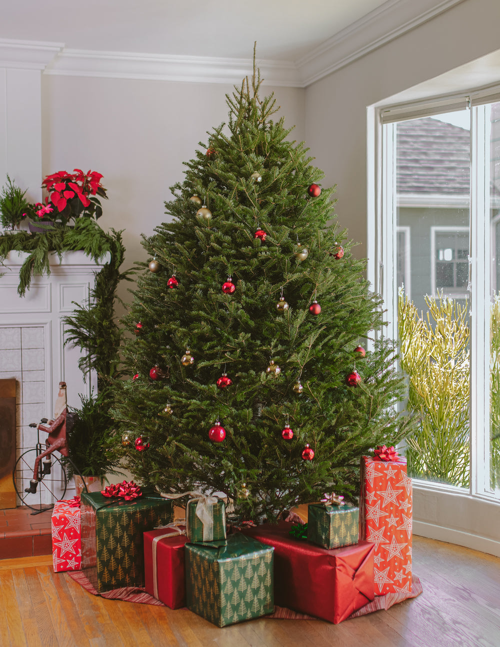 6ft Balsam Fir Christmas Tree