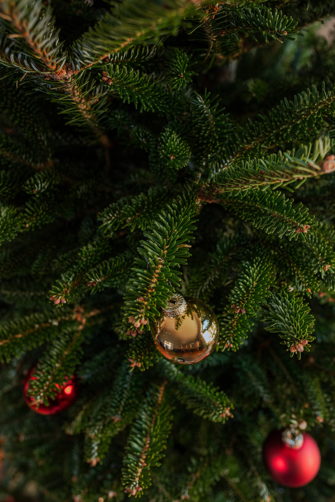 7ft Fraser Fir Christmas Tree