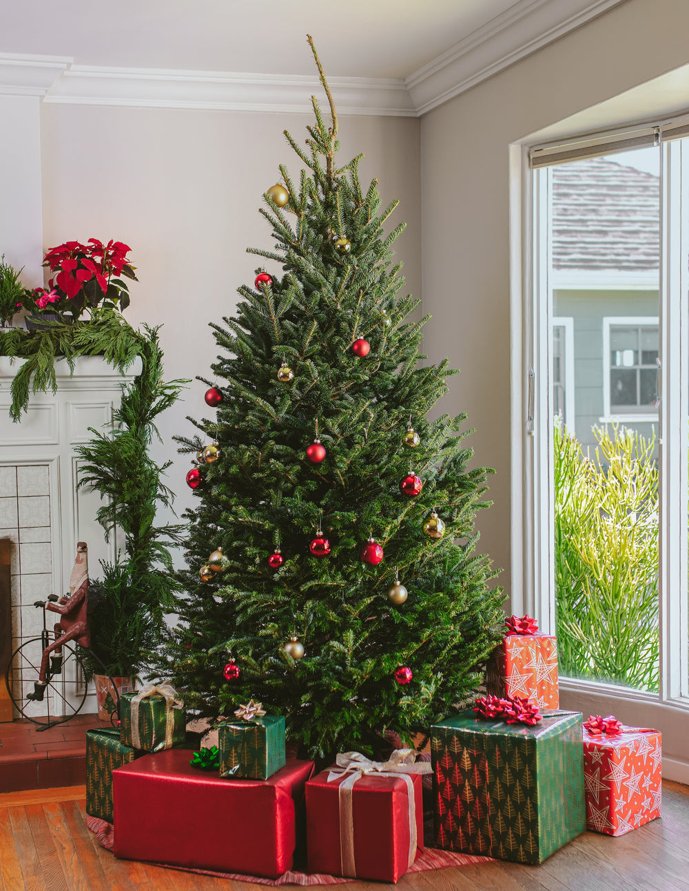 6ft Fraser Fir Christmas Tree