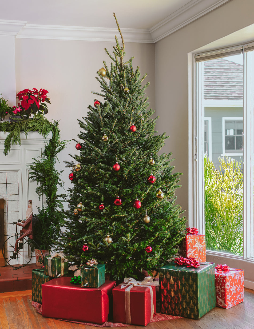 6ft Fraser Fir Christmas Tree