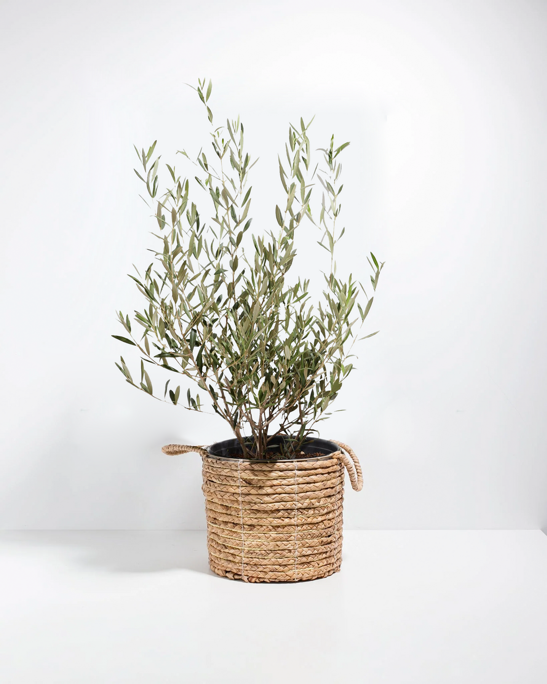 Lush indoor olive tree in a woven seagrass basket planter against a white studio background.