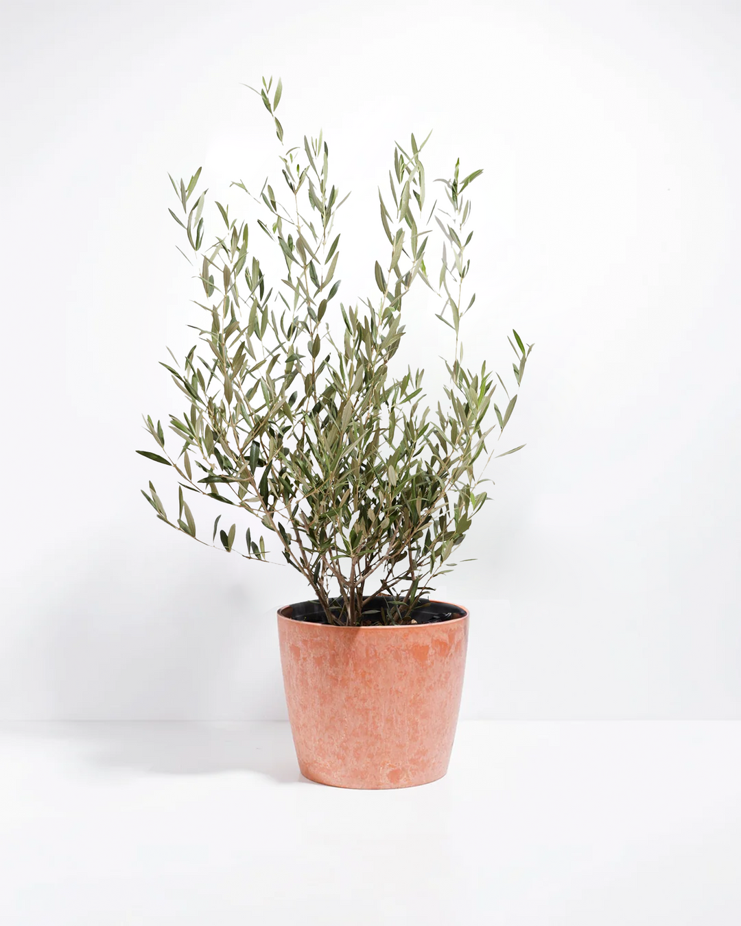 Potted olive tree in a terracotta-style ceramic planter against a white studio background.